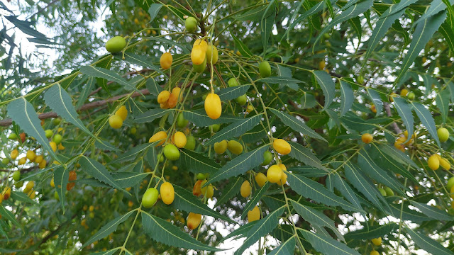 Азадирахта индийская / Ним (Azadirachta indica)