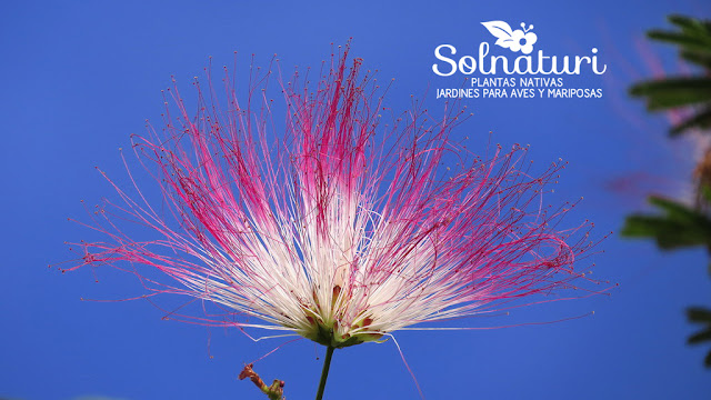 Calliandra parvifolia Flor de Seda flor