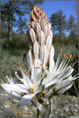 Gamón en flor