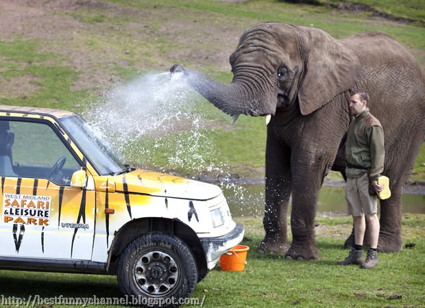 Elephant Car Wash