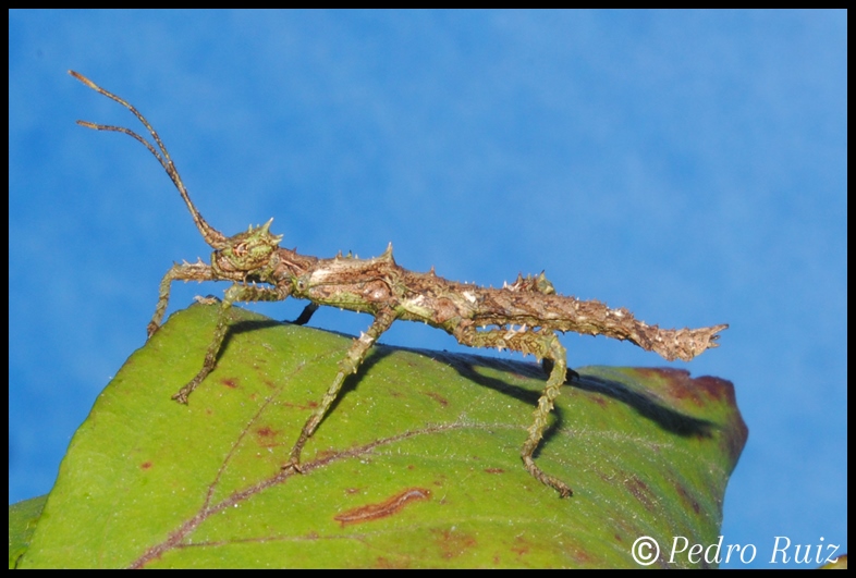 Ninfa hembra L1 de Haaniella erringtoniae, 3 cm de longitud