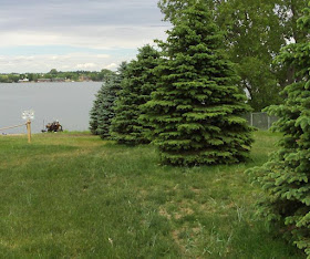 trees along east side of Lake Madison public access area