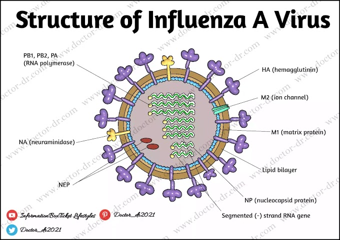 An Outline of the Influenza A Virus