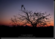 J's sunset by horses