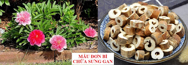 PHÒNG CHỮA BỆNH NHỜ RAU CỦ QUẢ QUANH TA - MẪU ĐƠN BÌ CHỮA SƯNG GAN