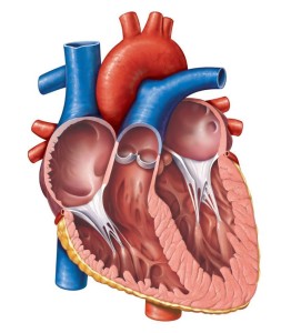 5 Gambar Jantung Manusia Dan Penjelasan Keterangan Jantung yaitu organ berotot yang bisa memompa darah ke 5 Gambar Jantung Manusia Dan Penjelasan Keterangan