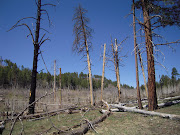 Dead Trees, mostly From Wildfires in Zion Park (cwgmay )