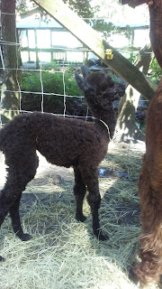 baby alpaca