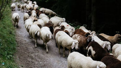 Kacau! Komplotan Penyamun Bikin Warga Lebak Geger, Curi 50 Ekor Kambing Di Sembilan Lokasi