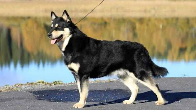 "Lapponian Herder Dog - A Trusty Reindeer Herder's Companion, Displaying Intelligence and Grace in its Enchanting Appearance."