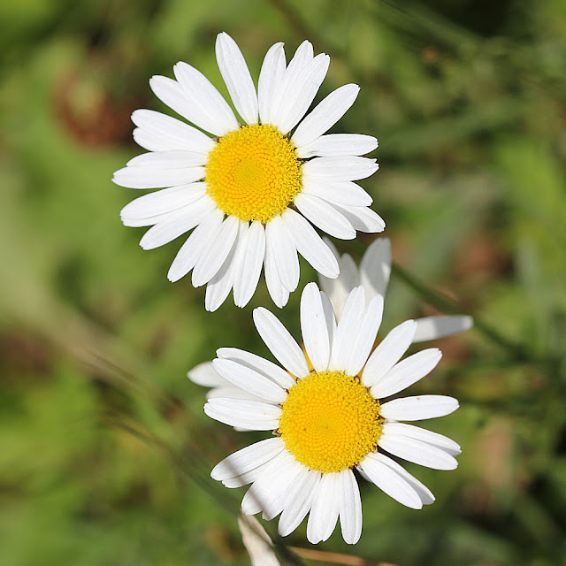 Ox-Eye Daisy Photo by Denise