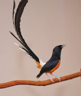 Budidaya Burung Murai Batu