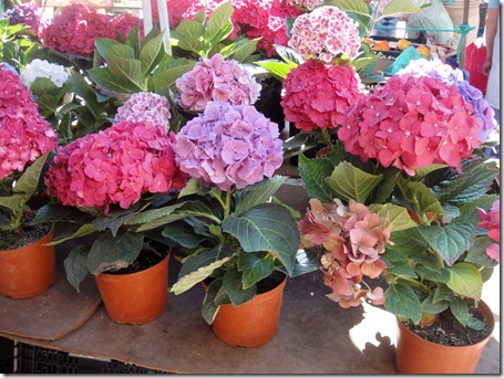Hydrangea