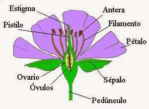 http://cplosangeles.juntaextremadura.net/web/edilim/tercer_ciclo/cmedio/las_plantas/la_reproduccion_sexual_plantas/la_reproduccion_sexual_plantas.html