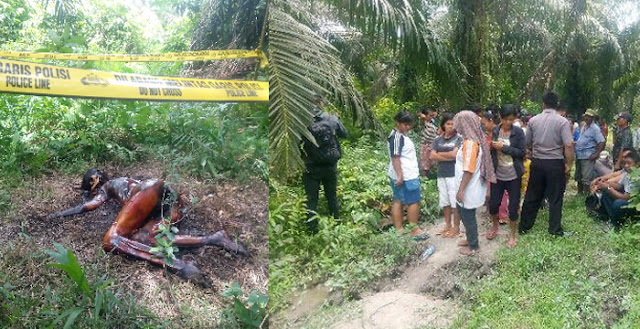 Mayat Busuk Di Temukan Di Kebun Sawit Tanjung Morawa