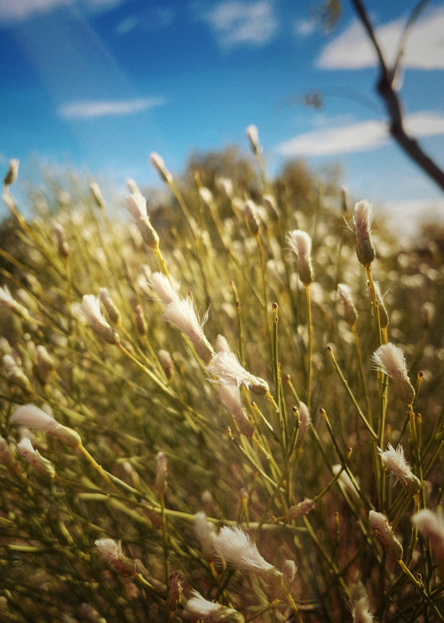 Grasses in El Paso, TX