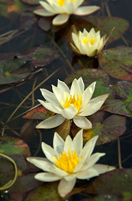 Pond Water Lilies Varieties And Care