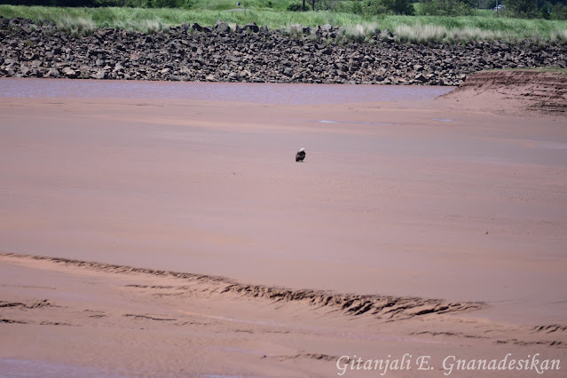 Bald eagle seated on the mud flat of the river.
