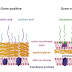 Bacteria: The Low G+C Gram Positives