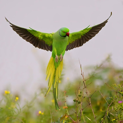 gambar burung