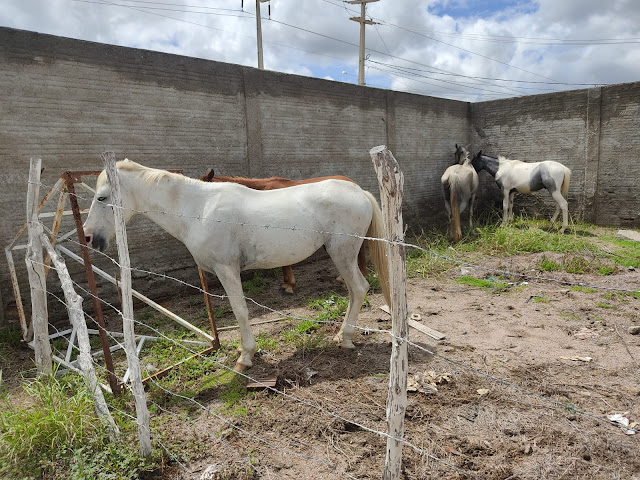 Equipe de buscas da Prefeitura captura animais soltos nas ruas de Caraúbas