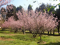 Bosque das Cerejeiras no Parque do Carmo