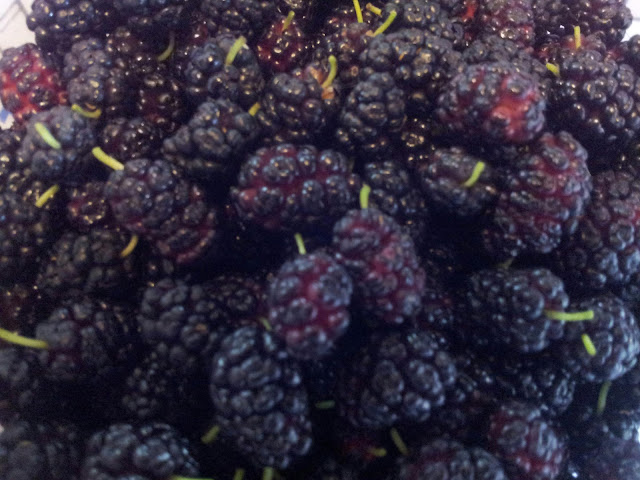 Ripe Mulberries