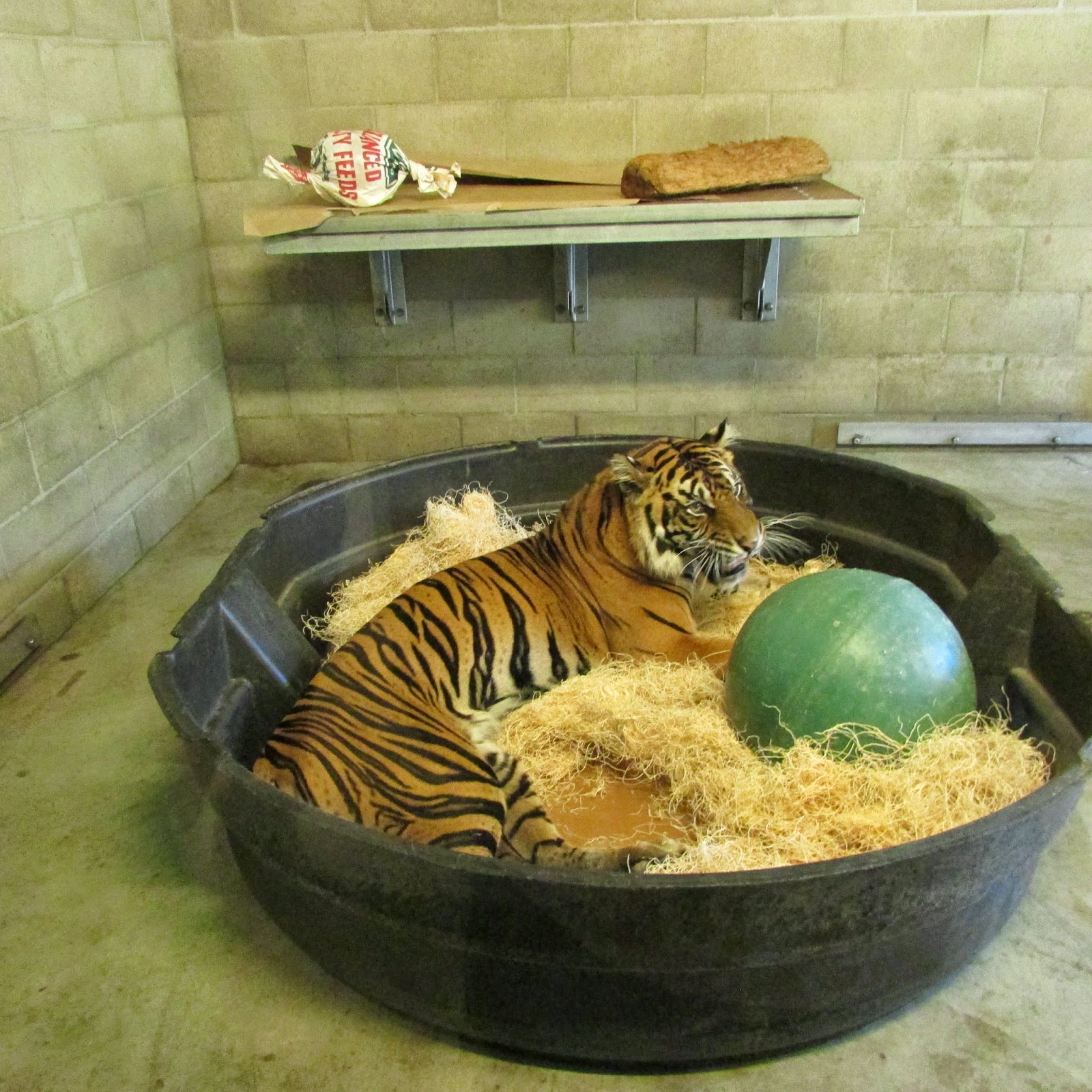 Adventures of a Zookeeper Behind the Scenes Tiger Tour at 