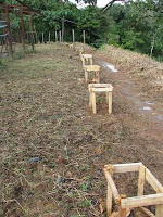 newly planted cacao trees