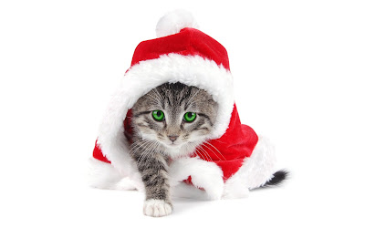 Santa cat,santa kitty,cute,cute,cute kitty