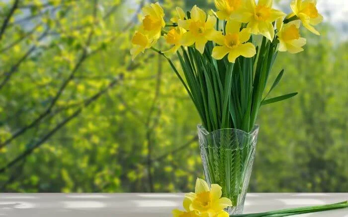 Vaso-de-Narcisos-decorando-varanda