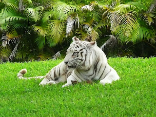 tiger animal