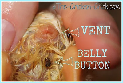 Tips for Selecting Healthy Chicks  via The Chicken Chick Tips for Choosing Healthy Chicks