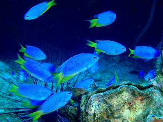 Neon Damselfish