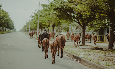 Cows on road 