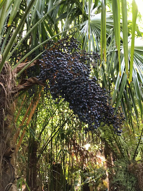 Trachycarpus fortune seeds