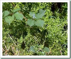 weeds