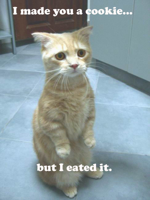 Funny Cats: Cat Chef