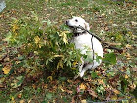 dog with tree branch on his mouth, funny animal pictures, animal photos, funny animals