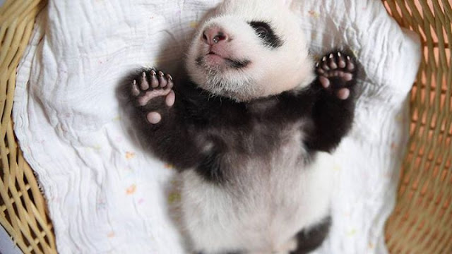 Children panda #11