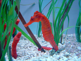 Sea Horse Wallpaper