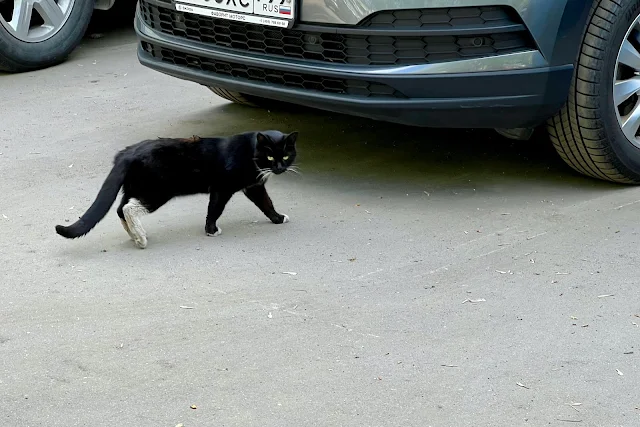 улица Руставели, дворы, кот