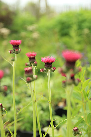 Cirsium rivulare 'Atropurpureum'