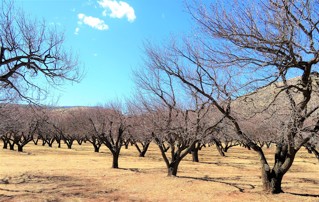 The orchard in winter.