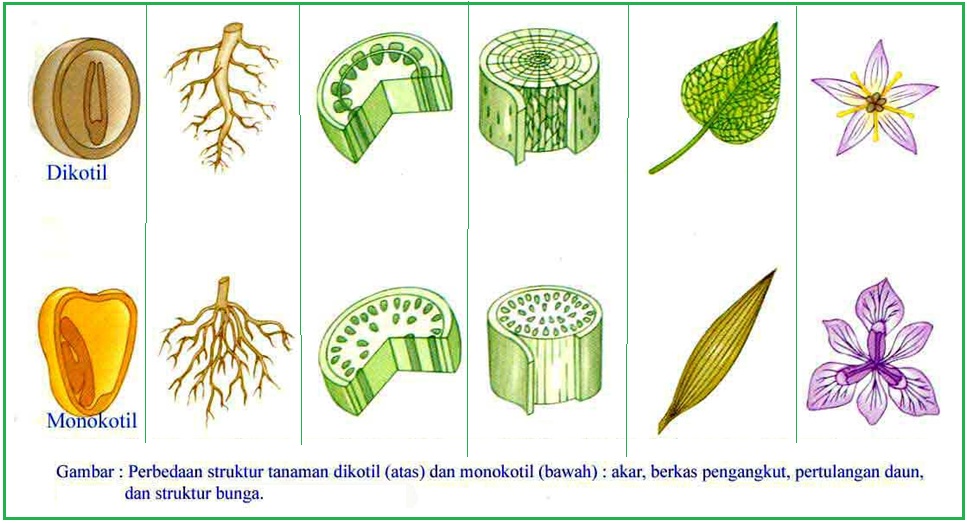 BIOLOGI GONZAGA ANGIOSPERMAE GYMNOSPERMAE