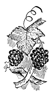 grapes fruit image clipart illustration botanical artwork