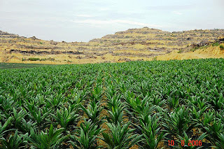 How To Start Palm Oil Trees Plantation