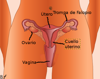 APARATO REPRODUCTOR FEMENINO