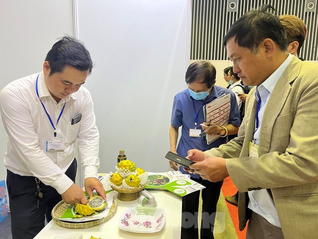 Lạ mắt thanh long vàng độc lạ, <a href=