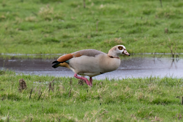 Egyptian goose